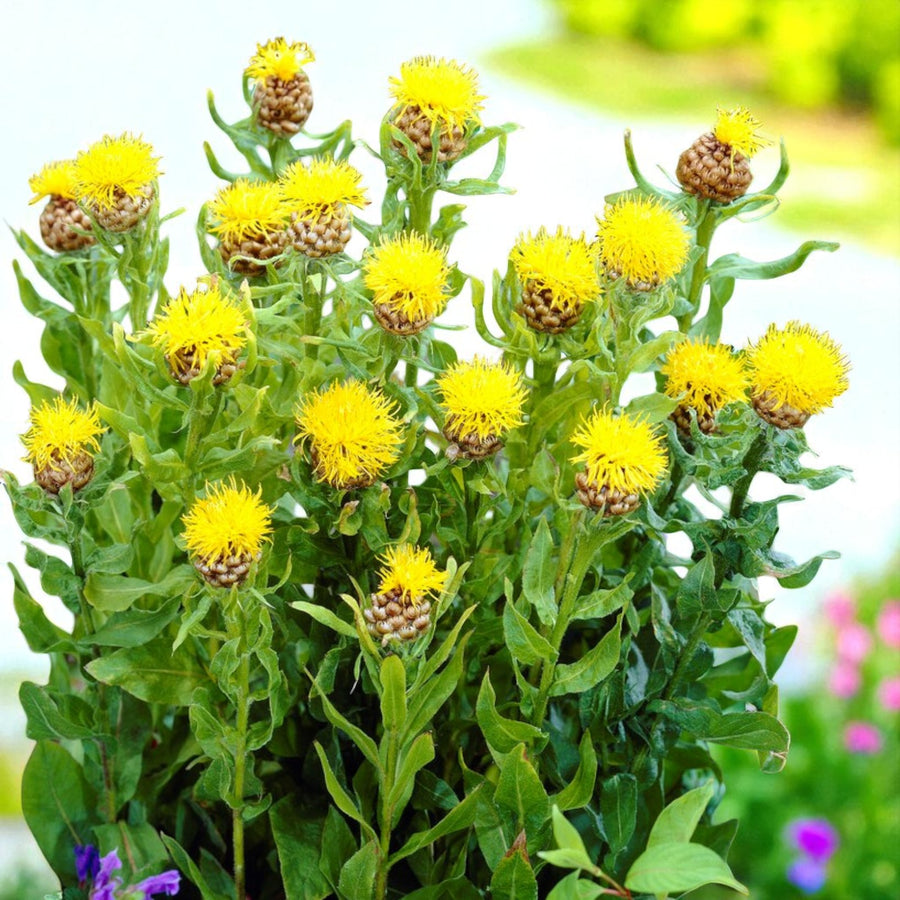 Centaurea Macrocephala Bare Root  2