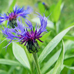 Centaurea Montana Bare Root  4
