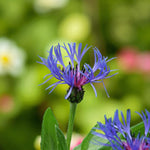 Centaurea Montana Bare Root  3