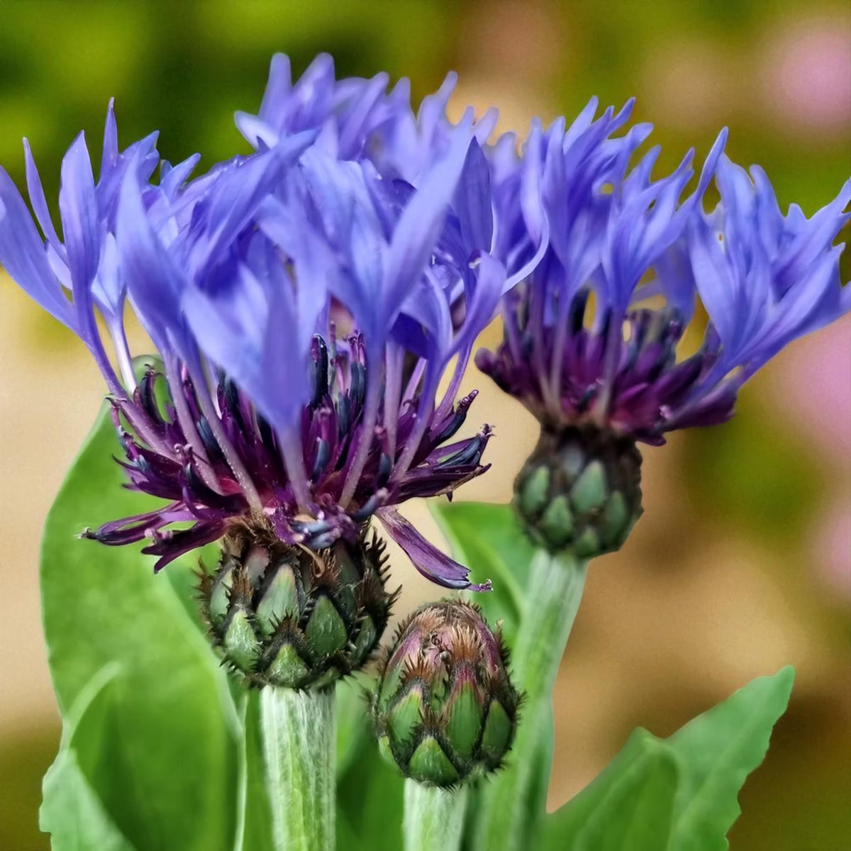 Centaurea Montana Bare Root  1
