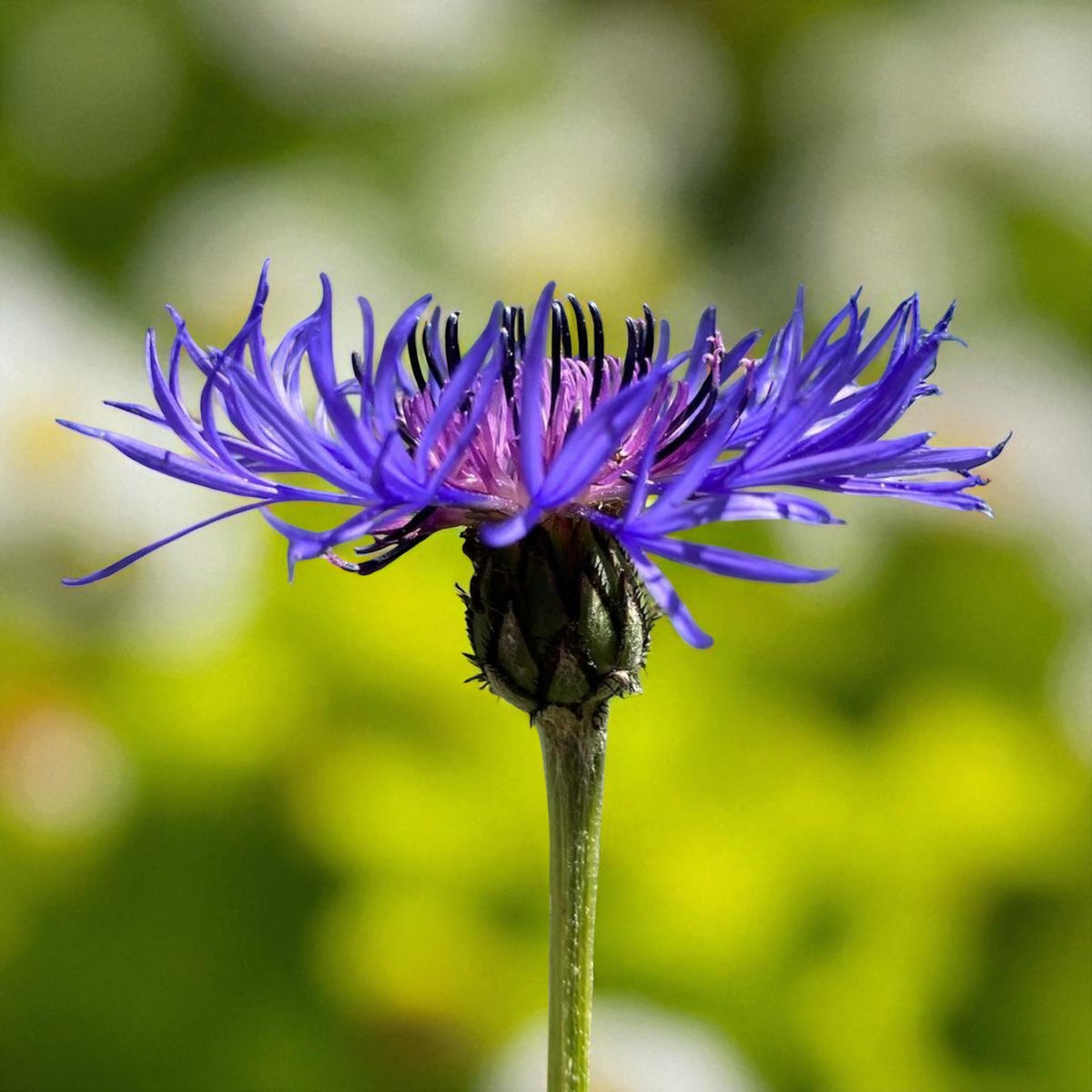 Centaurea Montana Bare Root  2