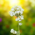 Centranthus Albus Bare Root  2