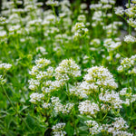 Centranthus Albus Bare Root  4