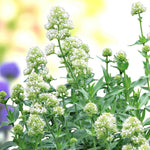 Centranthus Albus Bare Root  3