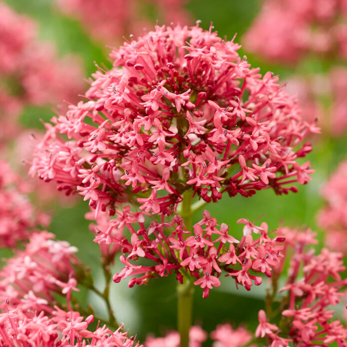 Centranthus Coccineus Bare Root  1