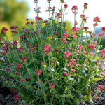 Centranthus Coccineus Bare Root  2
