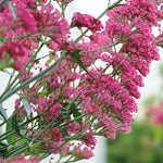 Centranthus Coccineus Bare Root  4