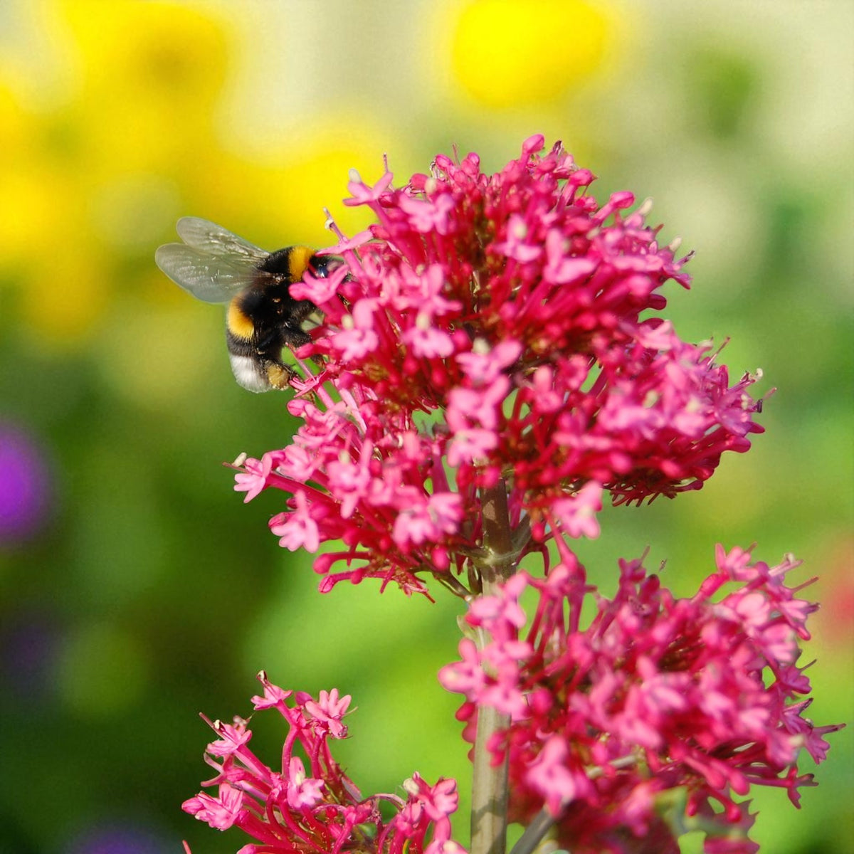 Centranthus Coccineus Bare Root  3