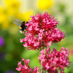 Centranthus Coccineus Bare Root  3