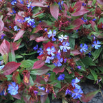 Ceratostigma Plumbaginoides  2