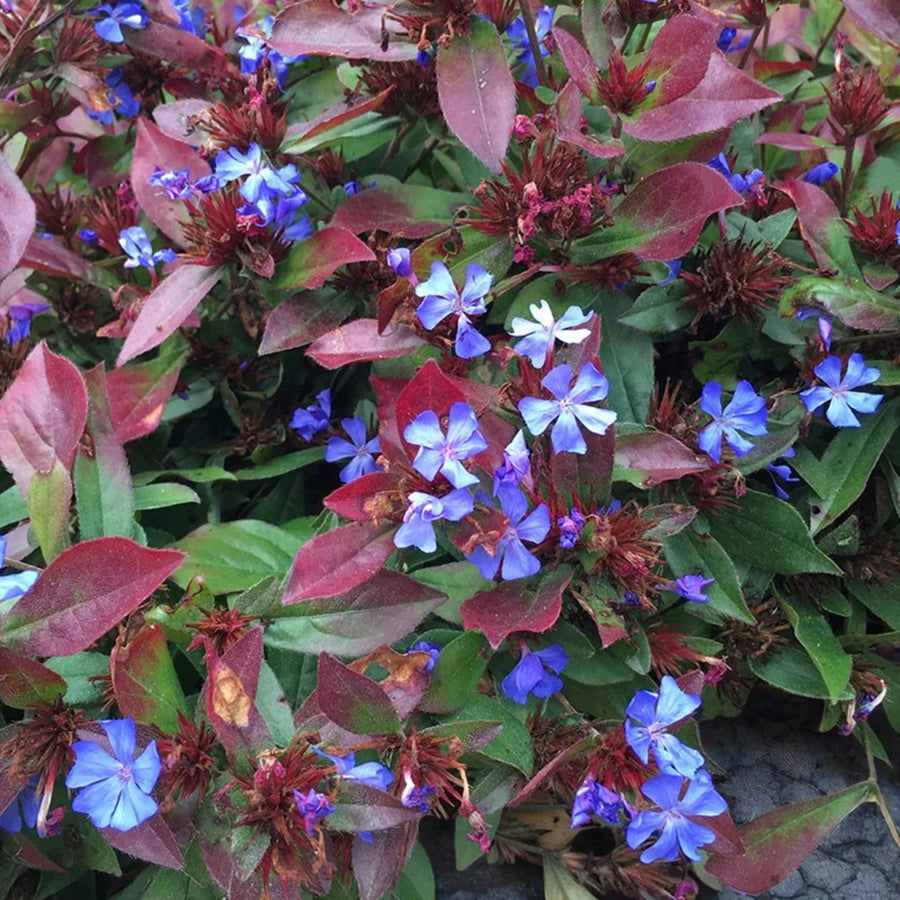 Ceratostigma Plumbaginoides  2