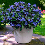 Ceratostigma Plumbaginoides  3