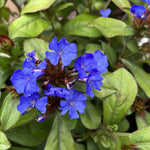 Ceratostigma Plumbaginoides  1