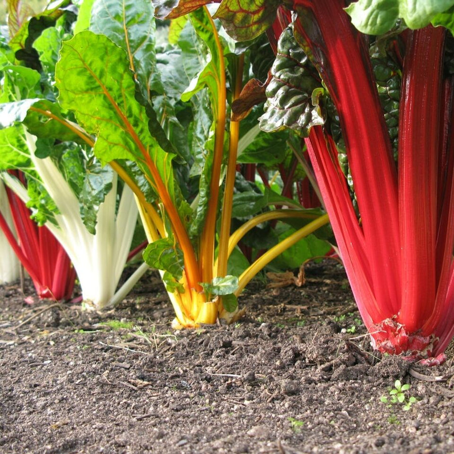 Rainbow Chard Bright Lights Beet Leaf  2