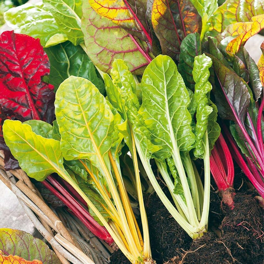 Rainbow Chard Bright Lights Beet Leaf  3