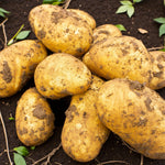 Seed Potatoes Charlotte A cluster of freshly dug Charlotte seed potatoes resting on dark soil, with patches of earth still clinging to their golden skins. 3