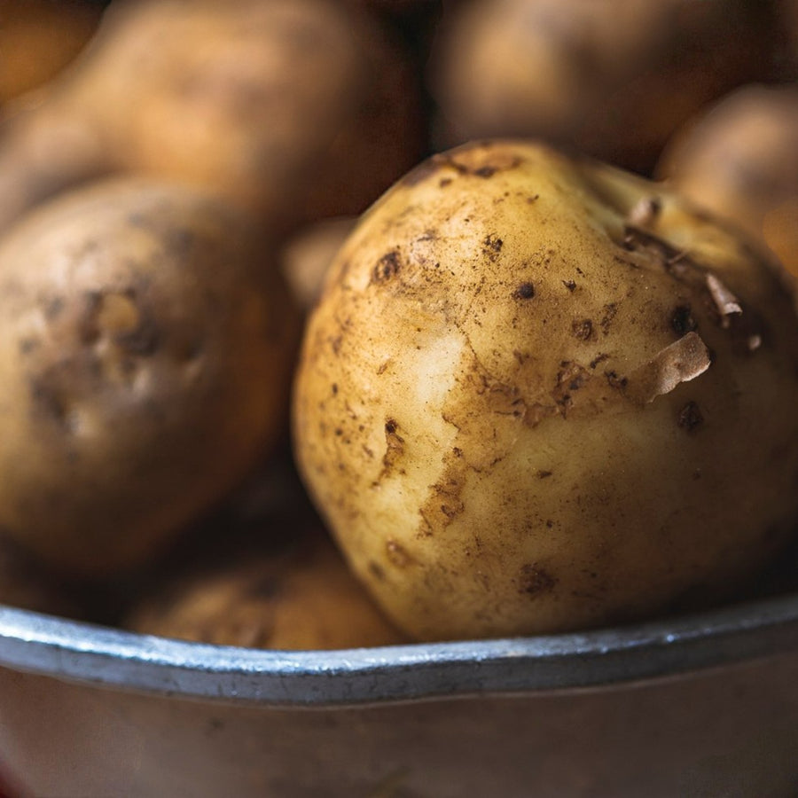 Seed Potatoes Charlotte A close-up of Charlotte seed potatoes in a metal bowl, showing earthy, slightly muddy skins and natural surface texture. 4