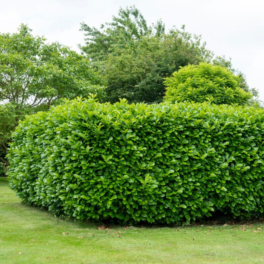 Cherry Laurel Hedging - Prunus Laurocerasus CHRYLRLHED-BR-cherry laurel hedging evergreen plants - image1 4