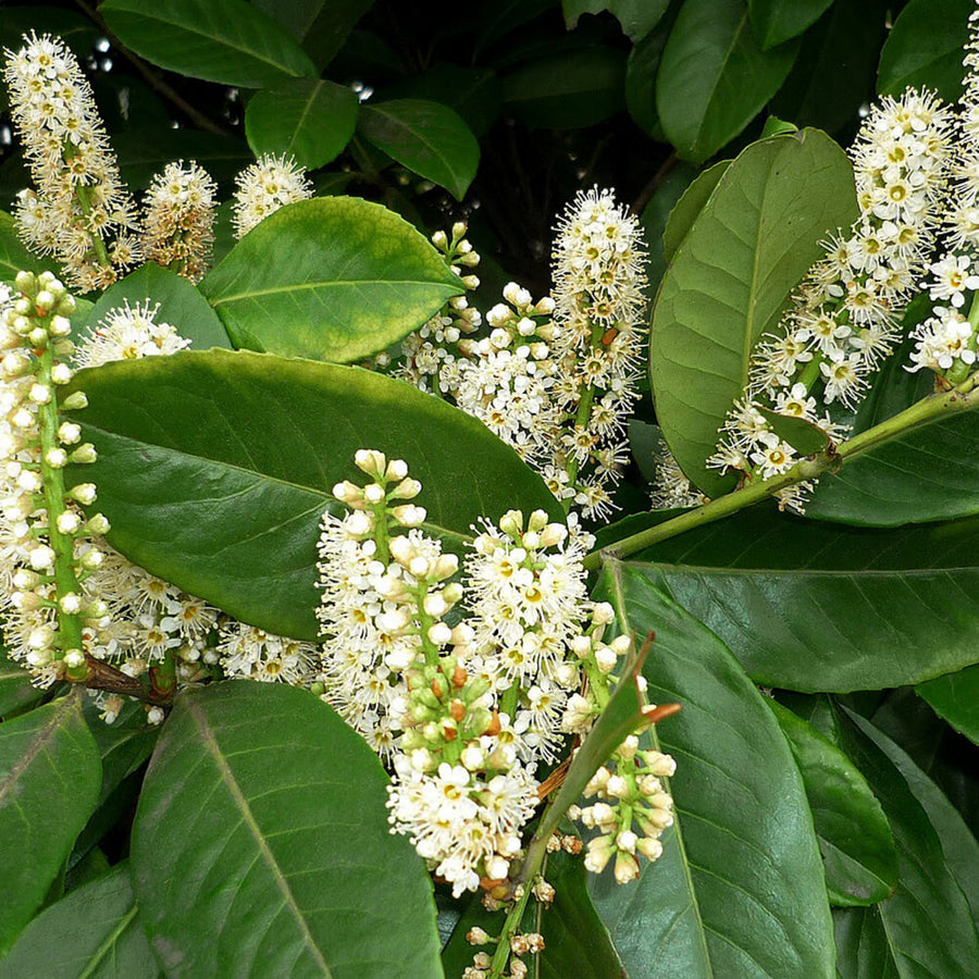 Cherry Laurel Hedging - Prunus Laurocerasus CHRYLRLHED-BR-cherry laurel hedging evergreen plants - image2 3