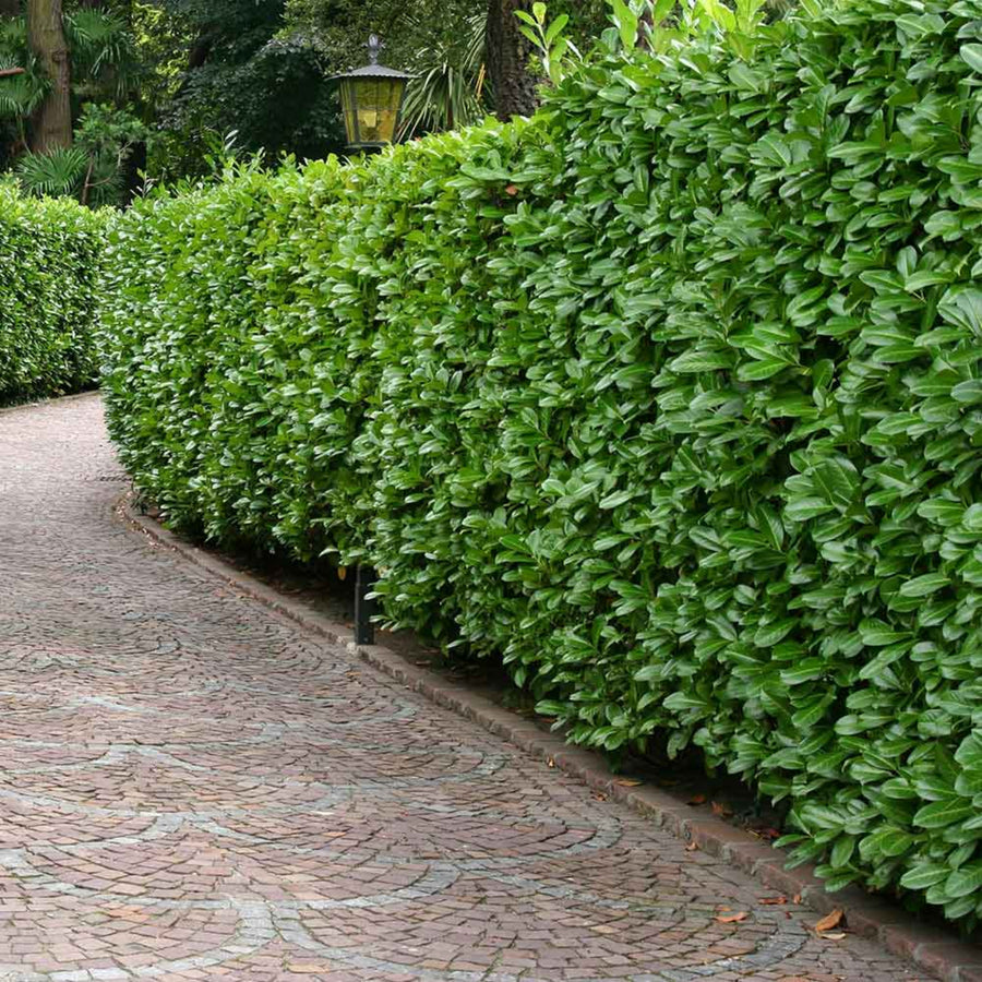 Cherry Laurel Hedging Bare Roots CHRYLRLHED-BR-cherry laurel hedging evergreen plants - image3 1