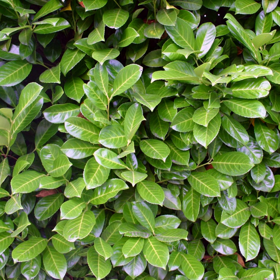Cherry Laurel Hedging - Prunus Laurocerasus CHRYLRLHED-BR-cherry laurel hedging evergreen plants - image4 1