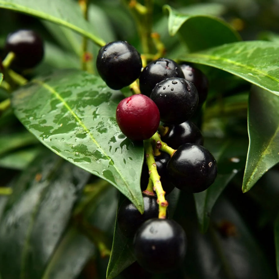 Cherry Laurel Hedging - Prunus Laurocerasus CHRYLRLHED-BR-cherry laurel hedging evergreen plants - image5 5