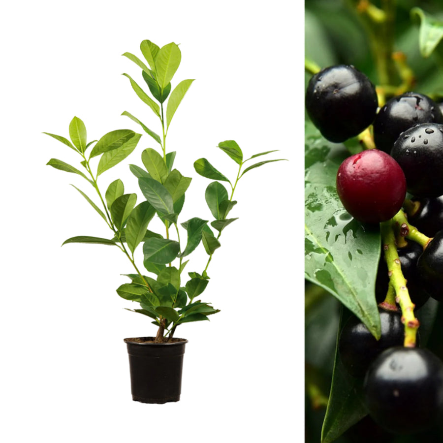 Cherry Laurel Hedging - Prunus Laurocerasus CHRYLRLHED-BR-cherry laurel hedging evergreen plants - image6 2