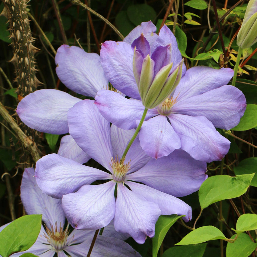 Clematis Climbing Plants Close-up of light purple Clematis flowers with pale yellow centres and a prominent green bud. 5