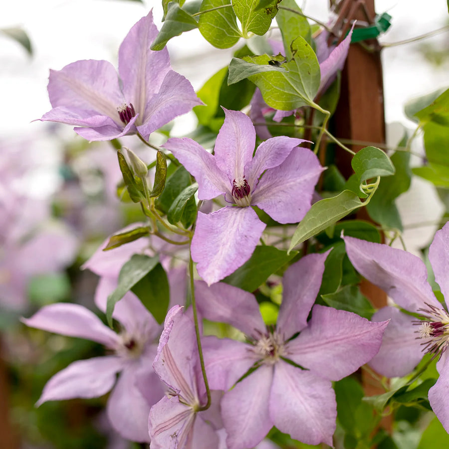 Clematis Climbing Plants Close-up of light purple Clematis flowers with darker centres. 1