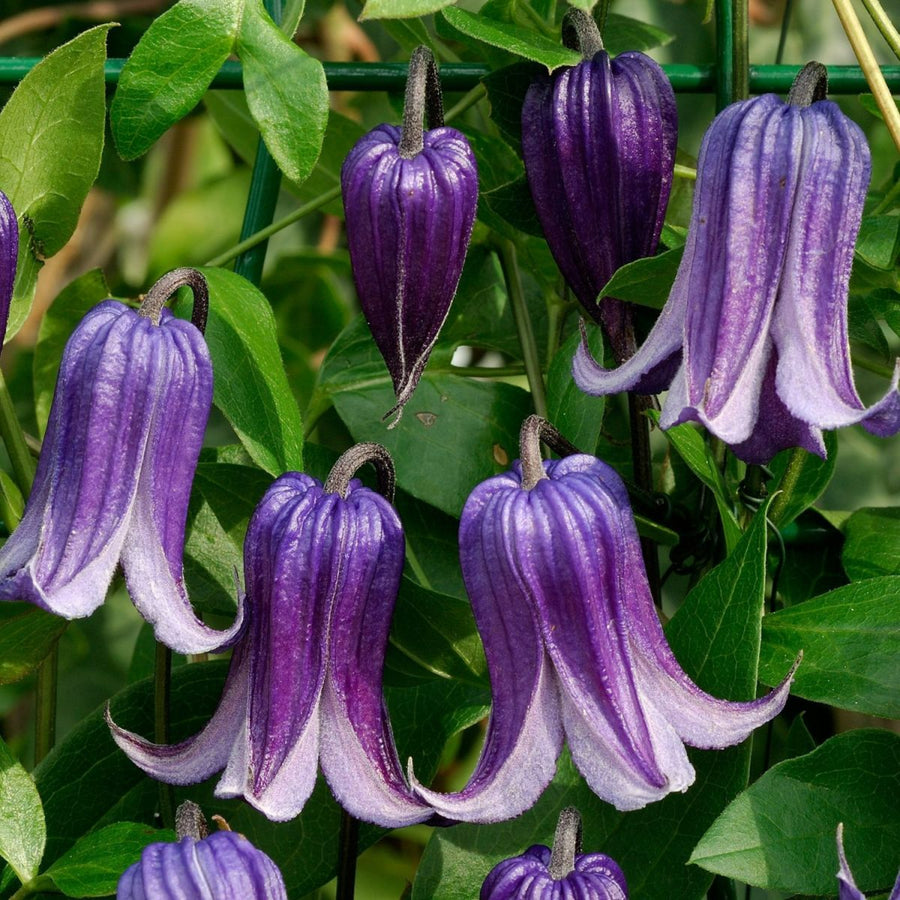 Clematis Climbing Plants Dark purple, bell-shaped Clematis flowers with lighter edges. 9