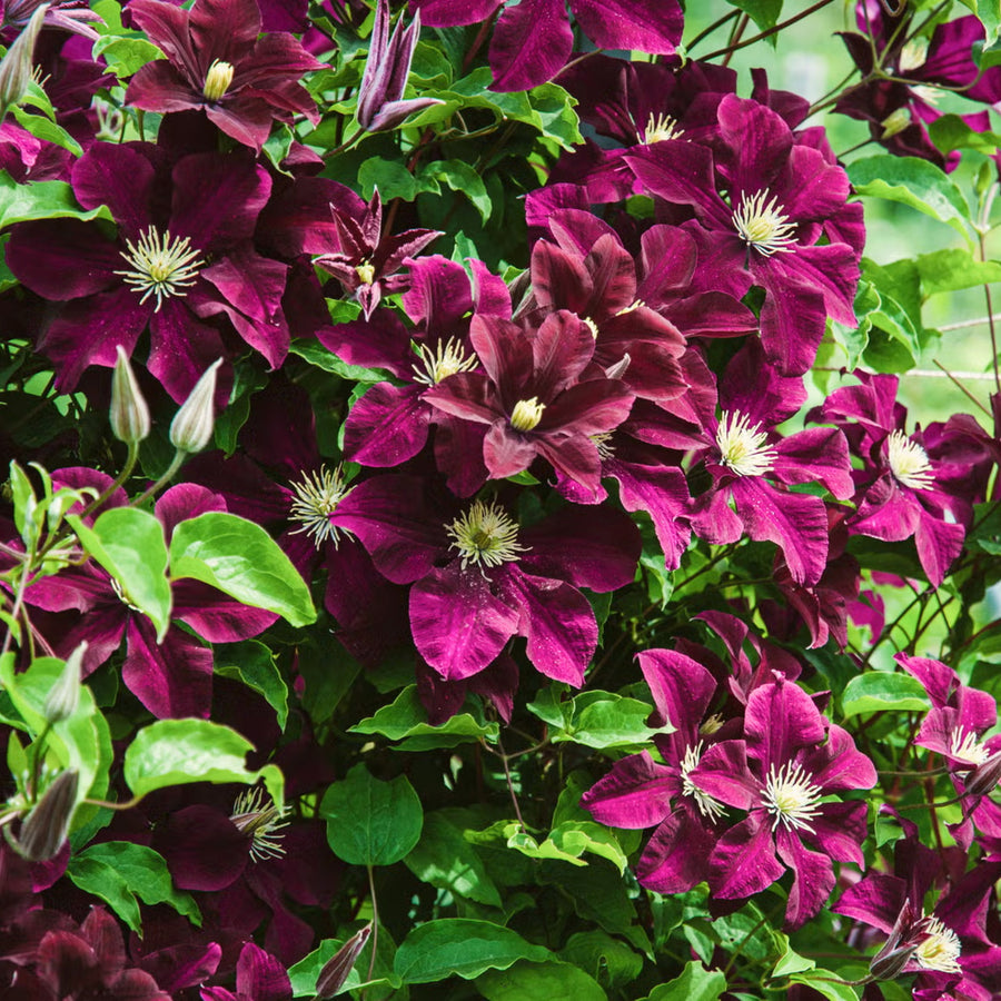 Clematis Climbing Plants Cluster of dark burgundy Clematis flowers with white centres. 7