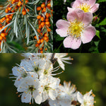 Coastal Hedging Mix Collage of coastal hedging plants featuring sea buckthorn with bright orange berries, a pink dog rose flower with yellow stamens, and clusters of white blackthorn blossom. 1