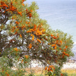 Coastal Hedging Mix Sea buckthorn shrub growing on a coastal cliff, covered in bright orange berries with the sea in the background. 2