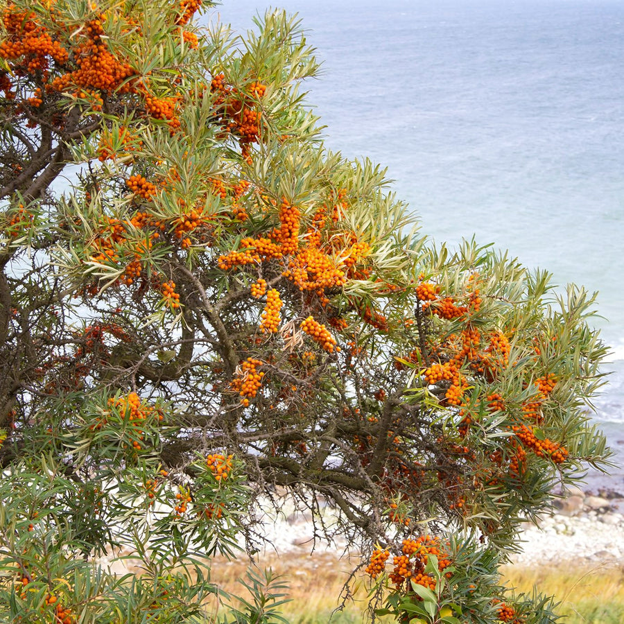 Coastal Hedging Mix Sea buckthorn shrub growing on a coastal cliff, covered in bright orange berries with the sea in the background. 2
