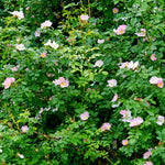 Coastal Hedging Mix Wild dog rose shrub with abundant pink flowers and lush green foliage in summer. 4
