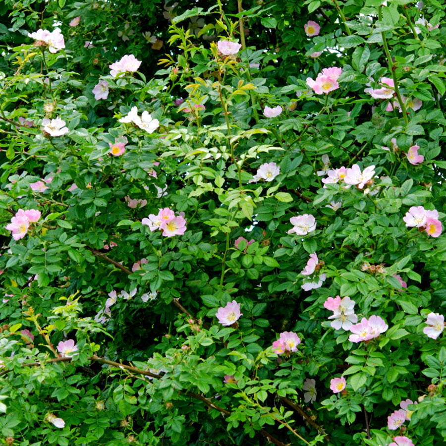 Coastal Hedging Mix Wild dog rose shrub with abundant pink flowers and lush green foliage in summer. 4