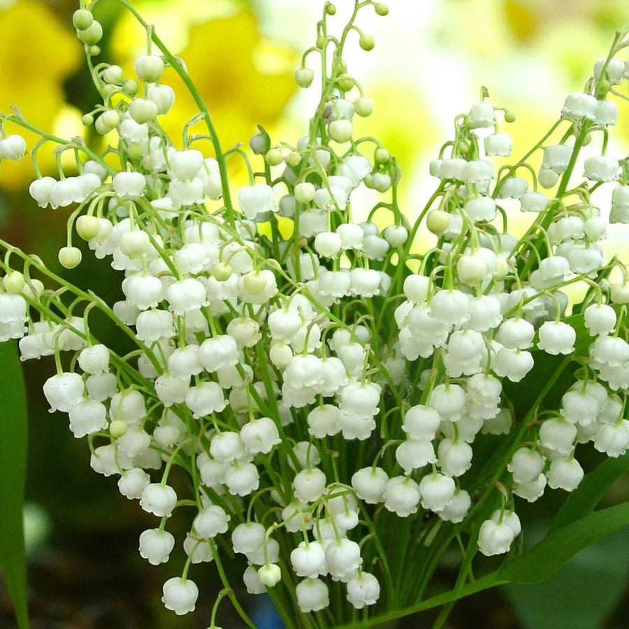 Convallaria Prolificans Bare Root  1