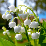 Convallaria Prolificans Bare Root  4