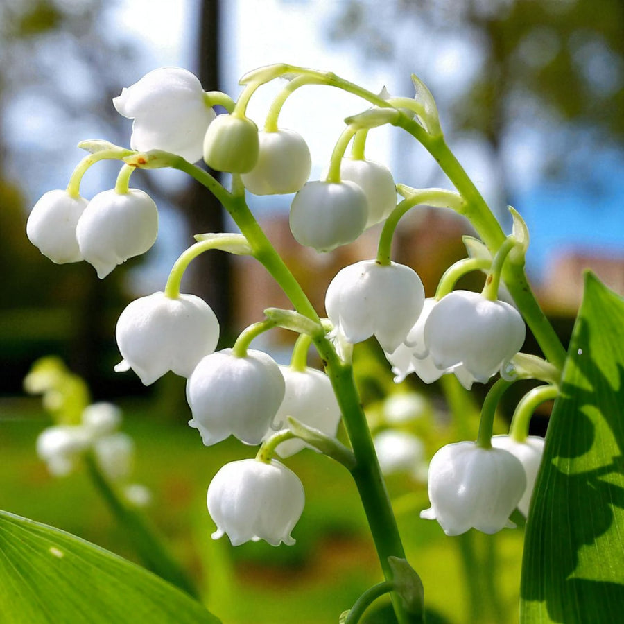 Convallaria Prolificans Bare Root  4