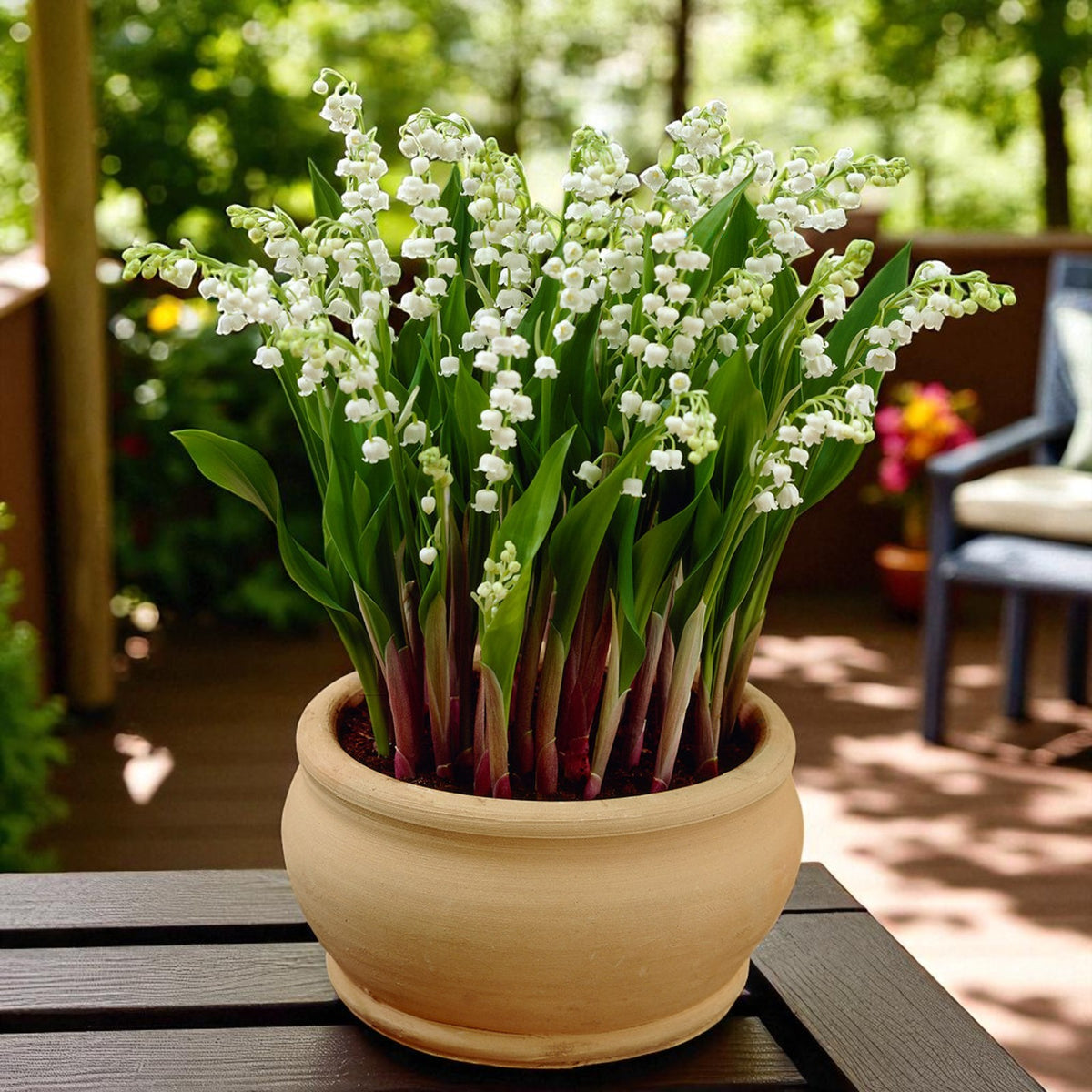 Convallaria Prolificans Bare Root  2