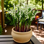 Convallaria Prolificans Bare Root  2