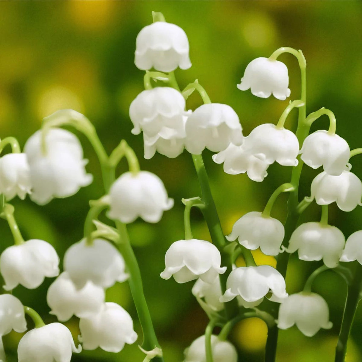 Convallaria Prolificans Bare Root  3