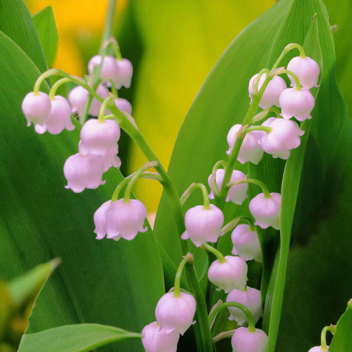 Convallaria Rosea Bare Root  1