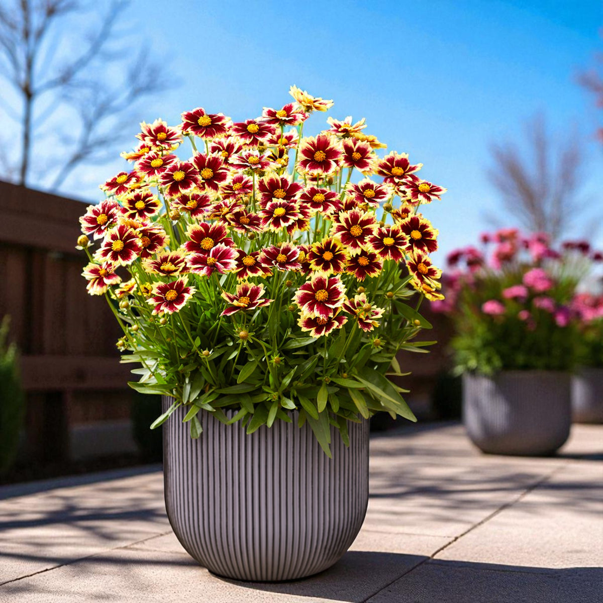 Coreopsis Solar Fancy Bare Root  3