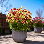Coreopsis Solar Fancy Bare Root  3
