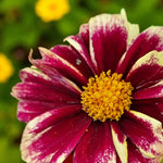 Coreopsis Solar Fancy Bare Root  2