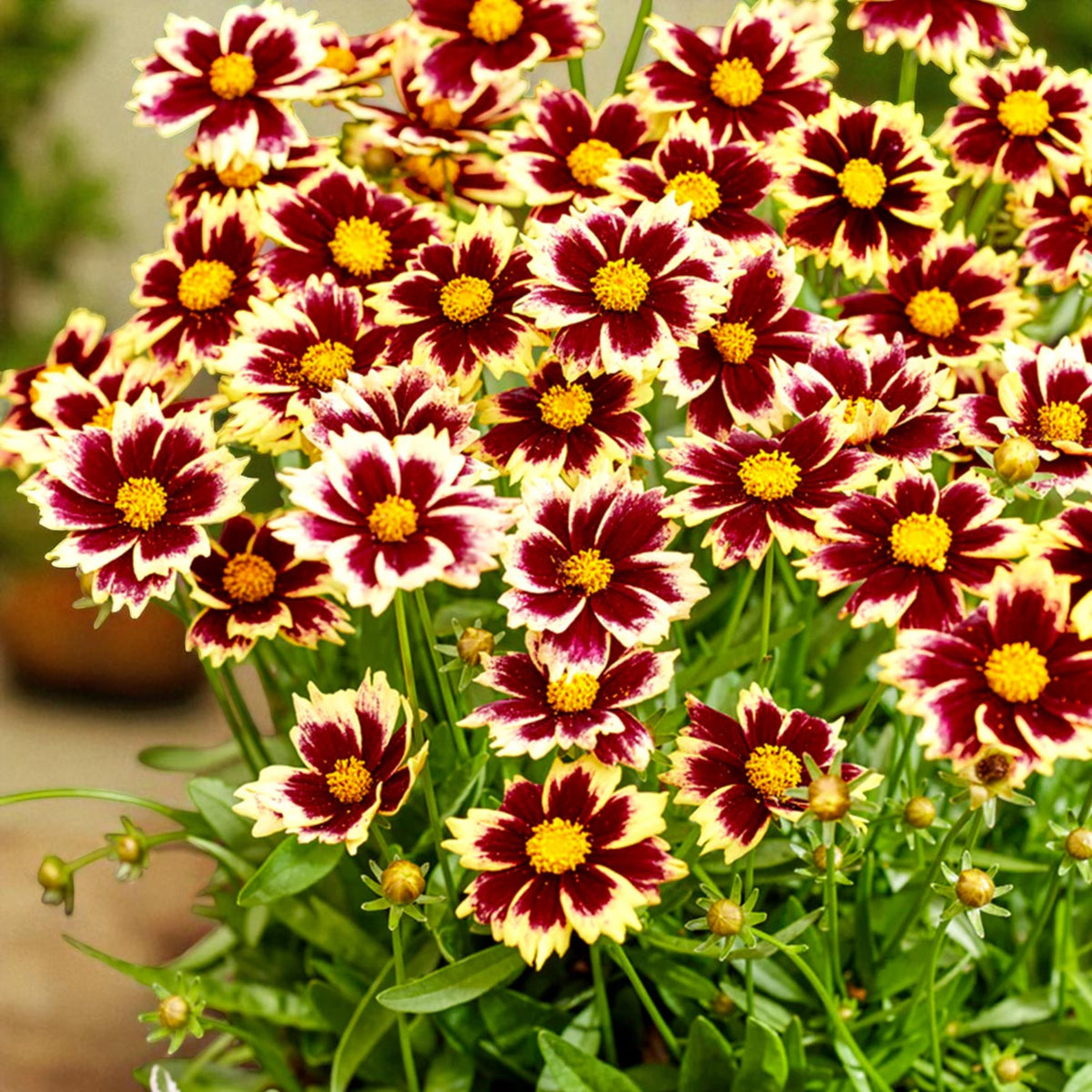 Coreopsis Solar Fancy Bare Root  4