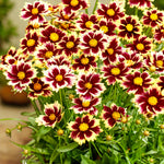 Coreopsis Solar Fancy Bare Root  4