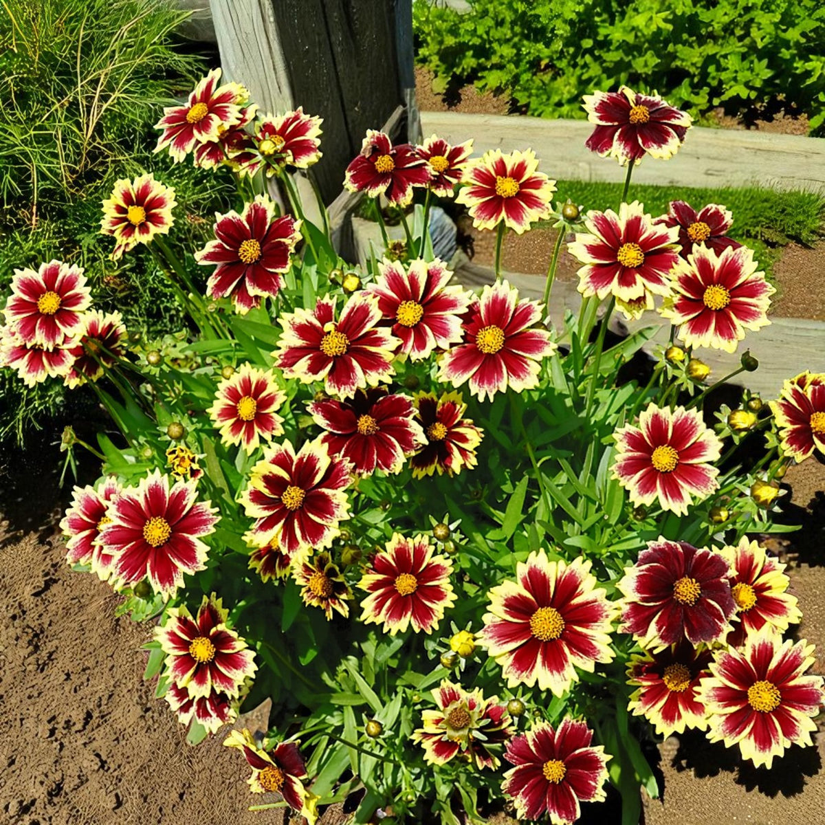Coreopsis Solar Fancy Bare Root  1