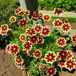 Coreopsis Solar Fancy Bare Root  1